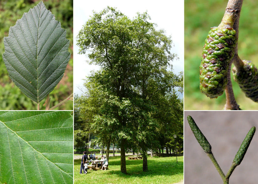 Размеры ольхи. Alnus incana. Alnus ольха. Ольха серая (Álnus incána). Ольха манчжурская.